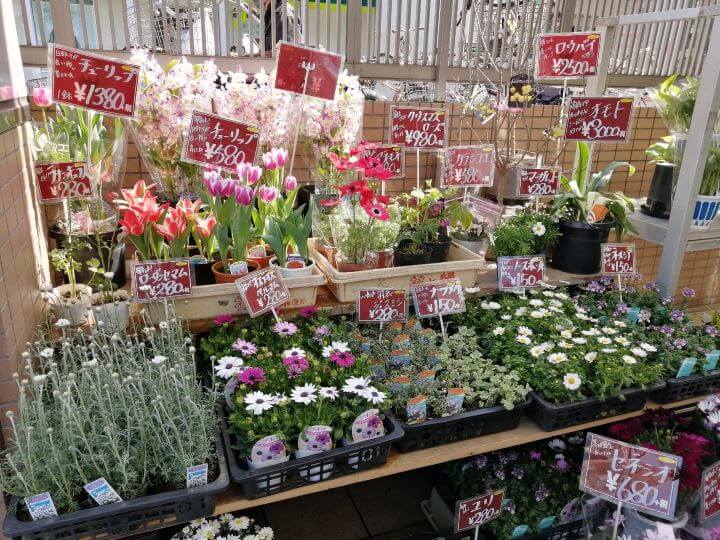 ビタミンfでパワーチャージ 花小金井駅周辺のおすすめ花屋3選 Jimohack 小平市版